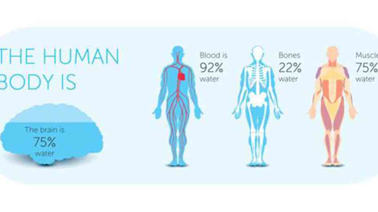 What Makes human body That Different