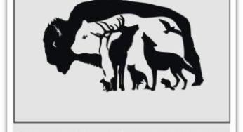 Poster: Animal